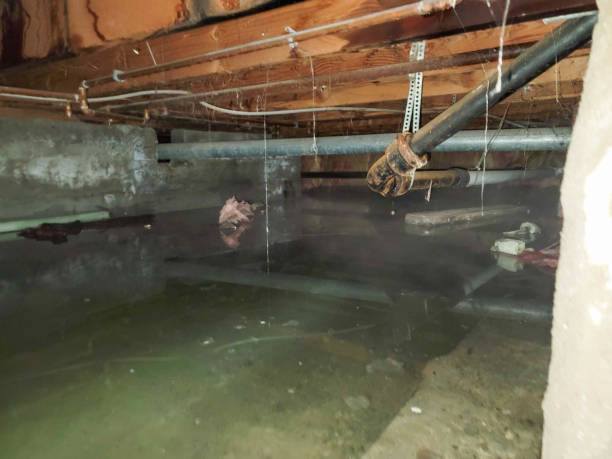 Best Professional water damage repair  in Staic, CA
